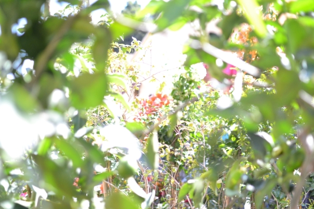 DSC_0054_rz.JPG